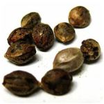 Семена марихуаны АК-47  (Seeds AK-47) в Медногорске